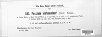 Puccinia arrhenatheri image